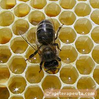 foto de miel y abeja HD